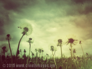 dandelion image colour wash example