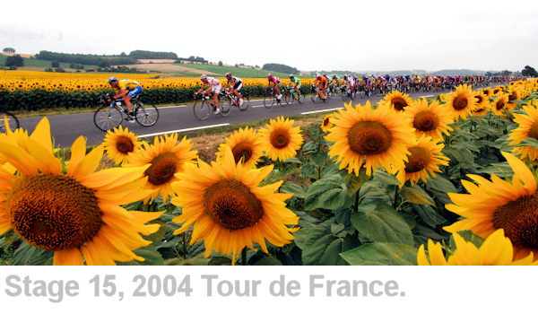 graham watson image sunflowers tour de france