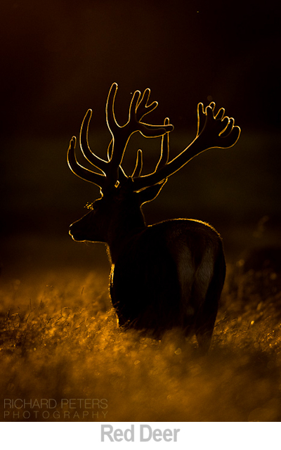 Red Deer